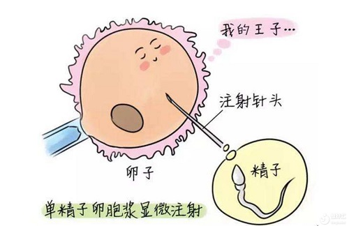 泰国试管技术真的比国内好吗？有哪些区别？